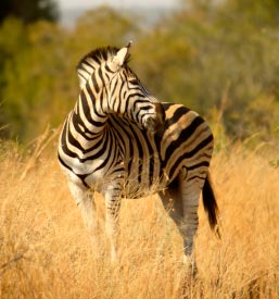 Backroads Africa Trips